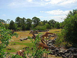 Giraffengehege im Brevard Zoo. &copy; kylewest
