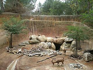 Nubische Steinb&ouml;cke im Zoo von Los Angeles. &copy; Anika Malone